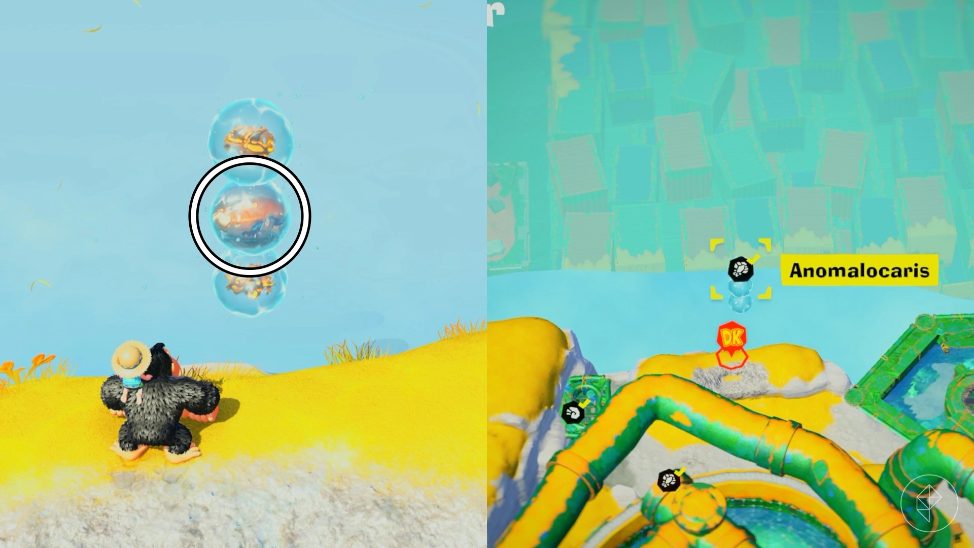 Donkey Kong in Donkey Kong Bananza looking at three water bubbles with the middle being circled because it contains a fossil.